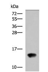 TAFA4 Antibody