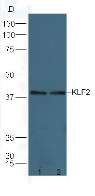 KLF2 antibody (PE)