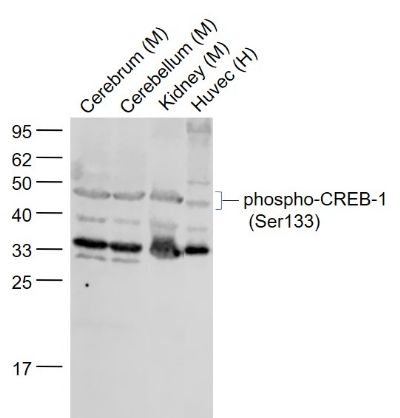 CREB1 (phospho-Ser133) antibody