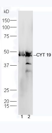 CYT 19 antibody