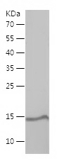 Human MPO protein