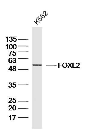 FOXL2 antibody