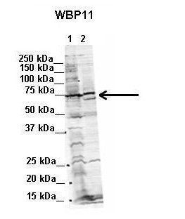 WBP11 antibody