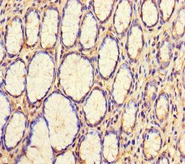 WD repeat-containing protein 54 antibody