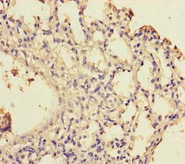 WD repeat-containing protein 54 antibody