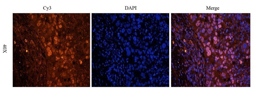 WDFY1 antibody