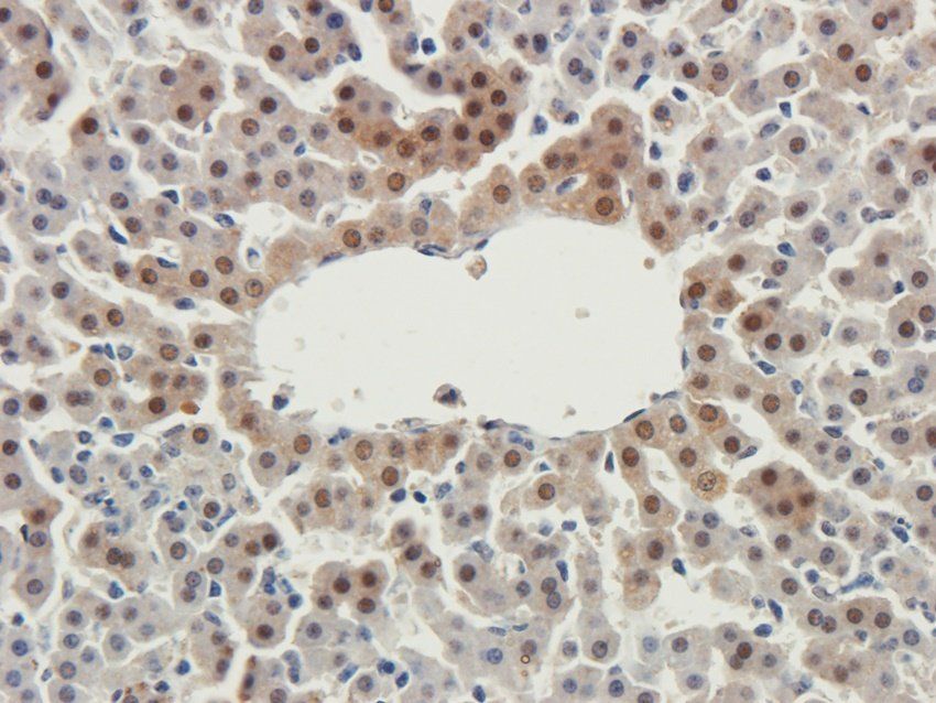 WDFY1 antibody