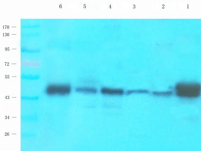 WDFY1 antibody