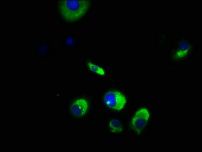 WDPCP Antibody