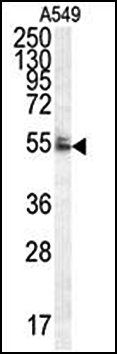 WDR32 antibody