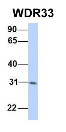 WDR33 antibody