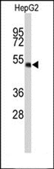 WDR37 antibody