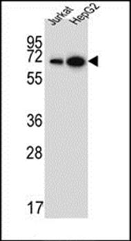 WDR43 antibody