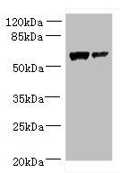 WDR49 antibody