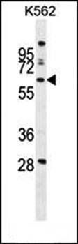 WDR49 antibody