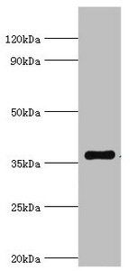 WDR5 Antibody