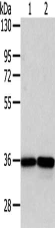 WDR5 antibody