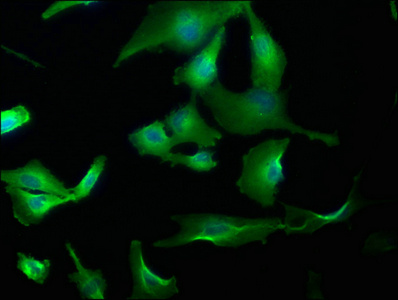 WDR59 Antibody