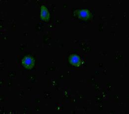 WDR60 Antibody