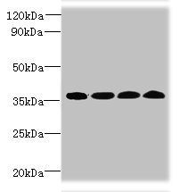 WDR61 antibody