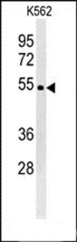 WDR73 antibody