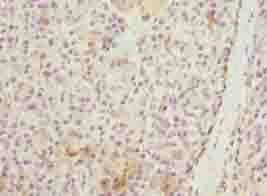 WDR74 Antibody