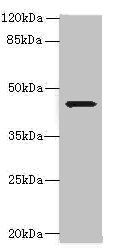 WDR74 antibody