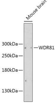 WDR81 antibody