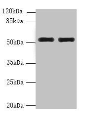 WDR88 Antibody