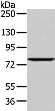 WDR91 antibody