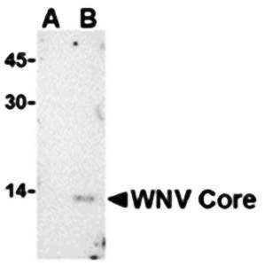 West Nile Virus Core Antibody