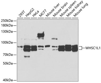 WHSC1L1 antibody