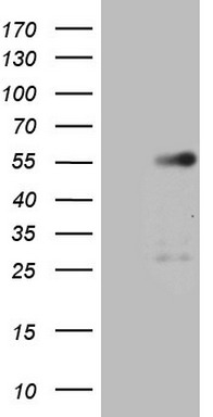 WIBG Antibody