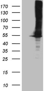 WIBG Antibody