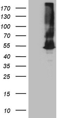 WIBG Antibody
