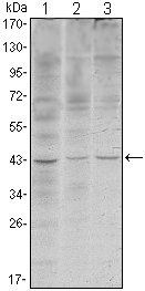 WIF1 Antibody