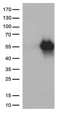 WIPI1 Antibody