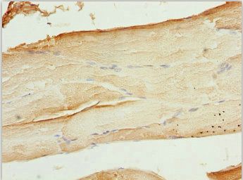 WIPI2 Antibody