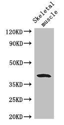 WISP1 antibody