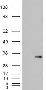 Goat anti-WISP1 Antibody