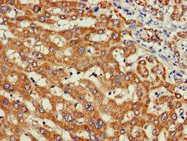 WISP3 Antibody