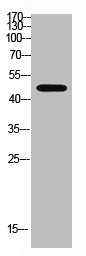 WISP3 Antibody