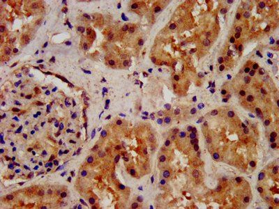 WLS Antibody