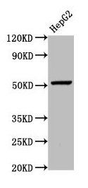 WLS antibody