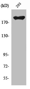 WNK1 Antibody
