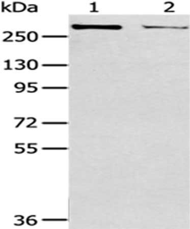 WNK2 Antibody