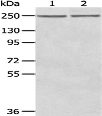 WNK2 Antibody
