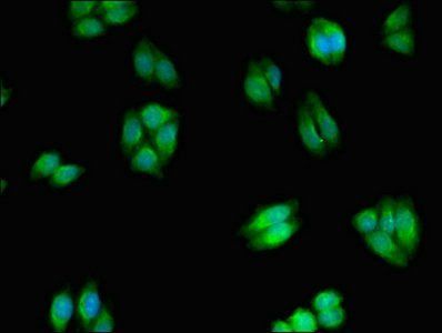 WNK2 Antibody