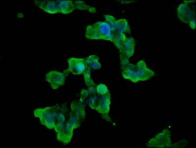WNK3 Antibody