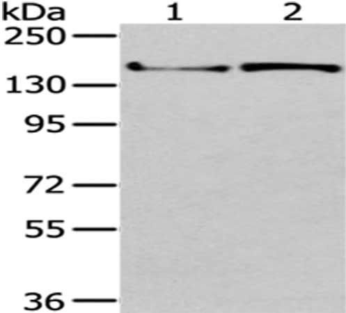 WNK3 Antibody